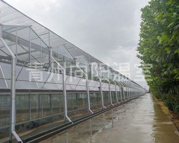 濟(jì)寧兗州東高區(qū)溫室